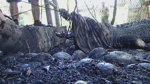 Releasing rehabilitated giant crocodiles back into natural habitat