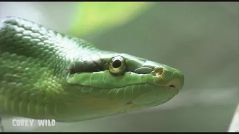 Understanding what makes these species among nature's deadliest creatures