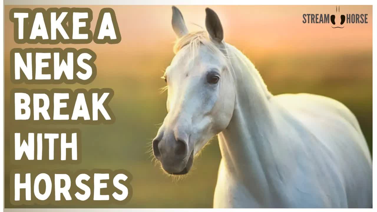 Where Time Slows Down and Horses Take Over ⏰🐴 10 Minutes You Won't Regret