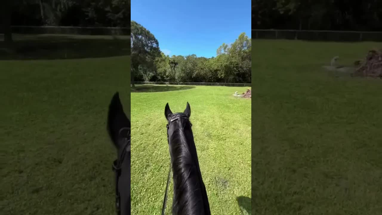 This is how we imagine #TeamGladiator horses hack around in the Reign Ease® PRO!