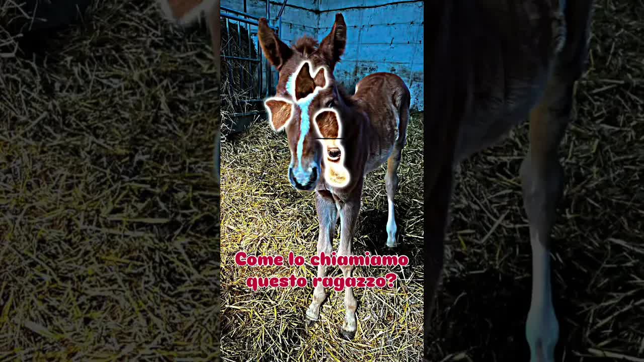 what would you call him?