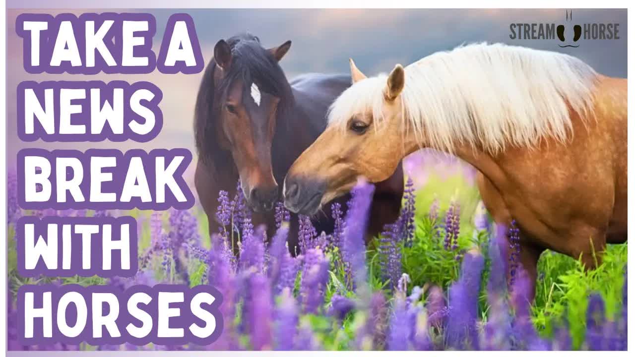 10 Minutes Where the World Goes Quiet — Horses in Nature 🐎🌿