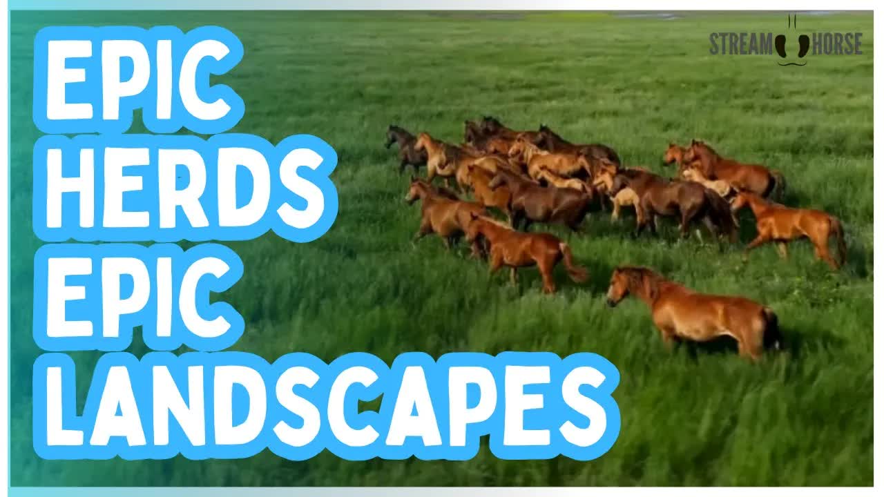 Epic Herds Running Across Epic Landscapes 🐎🌍✨