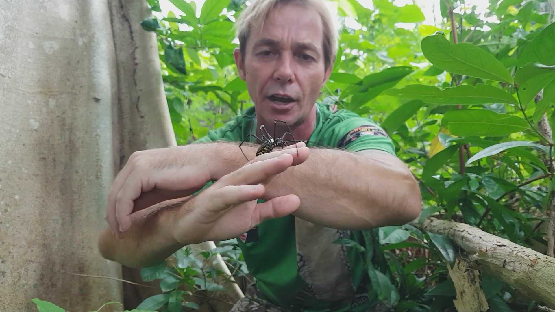 Witnessing enormous spider species and assessing danger levels