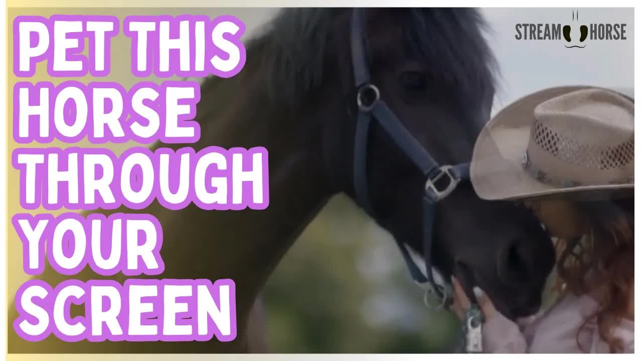 Need a Reset? Pet This Horse Through Your Screen 💻🐴