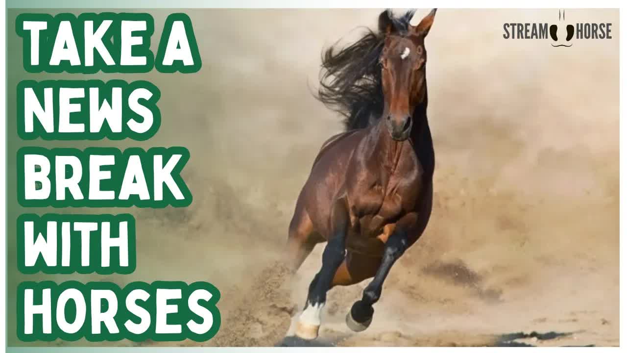 Turn Off the News. Turn On the Horses. 📺🐎 10 Minutes of Calm