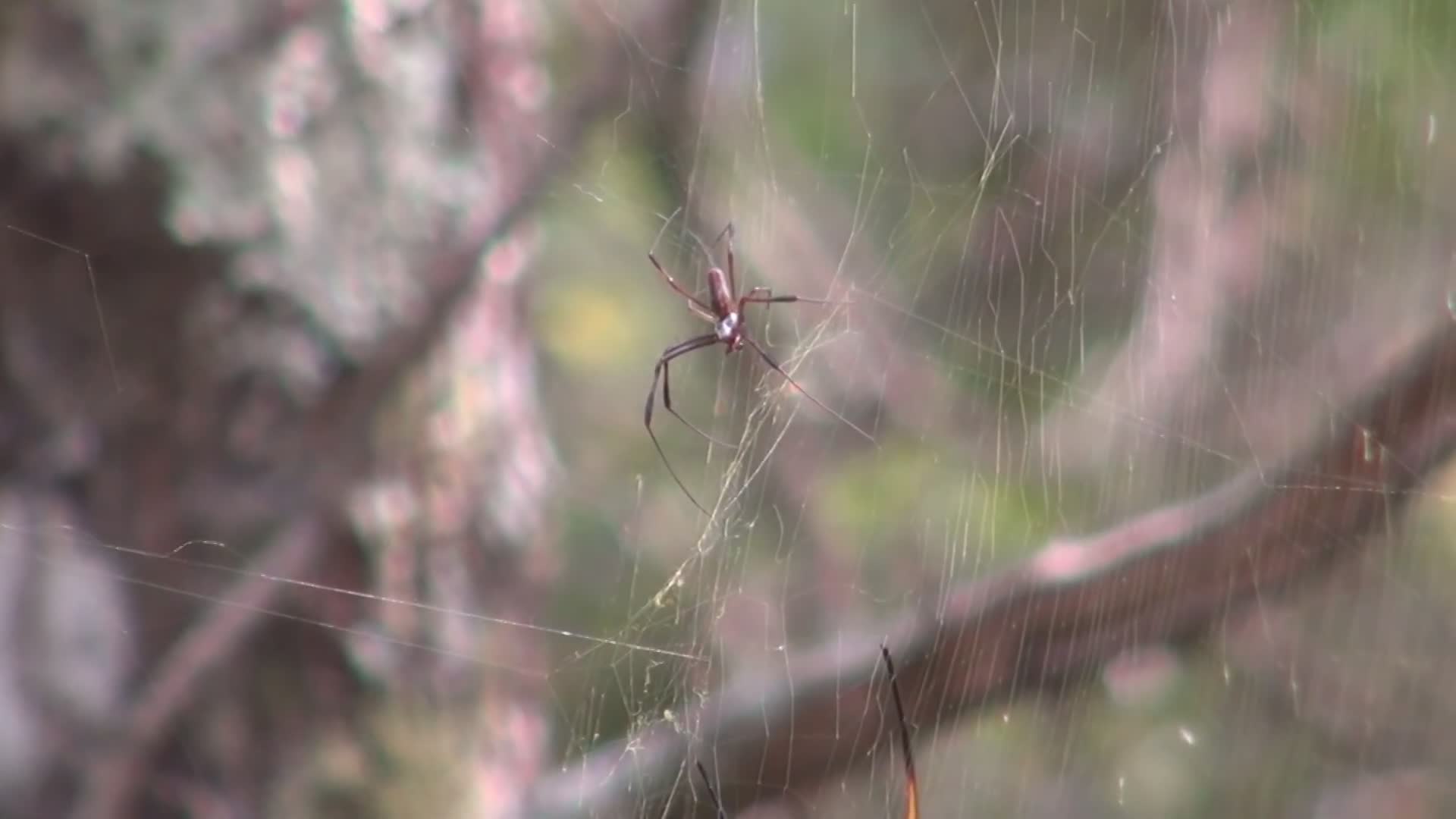 Encountering largest golden orb weaver spider ever found in wild