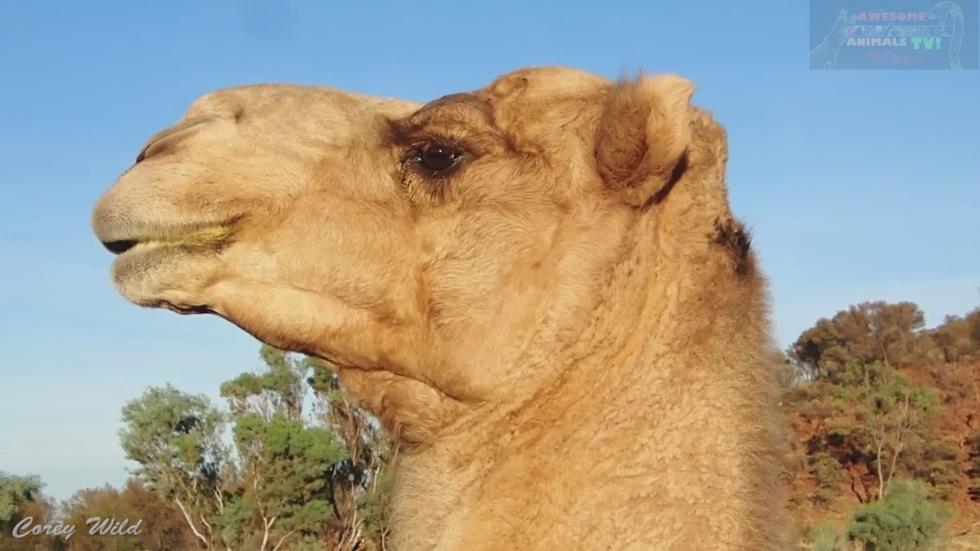 Discovering Australia's surprising feral camel population in remote outback