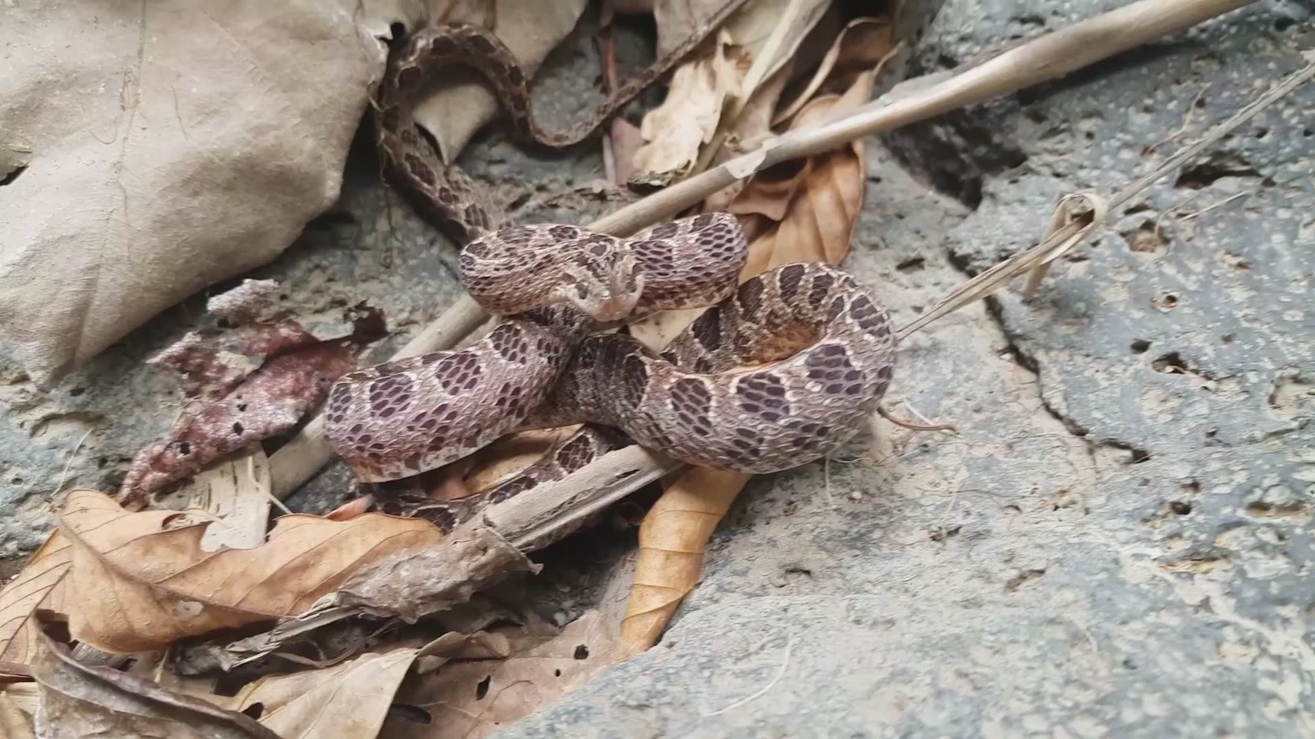 Witnessing fascinating snake species in the wild during field research