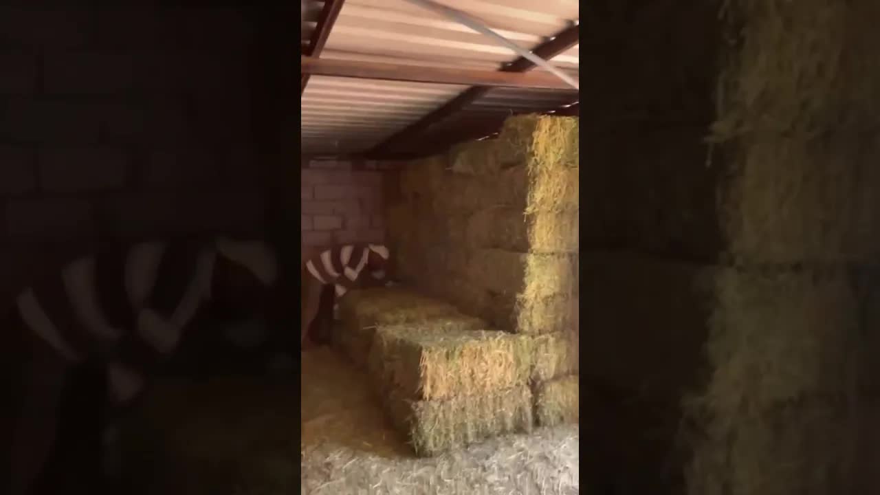Nothing is sexier than a hay delivery day. 🌾🔥