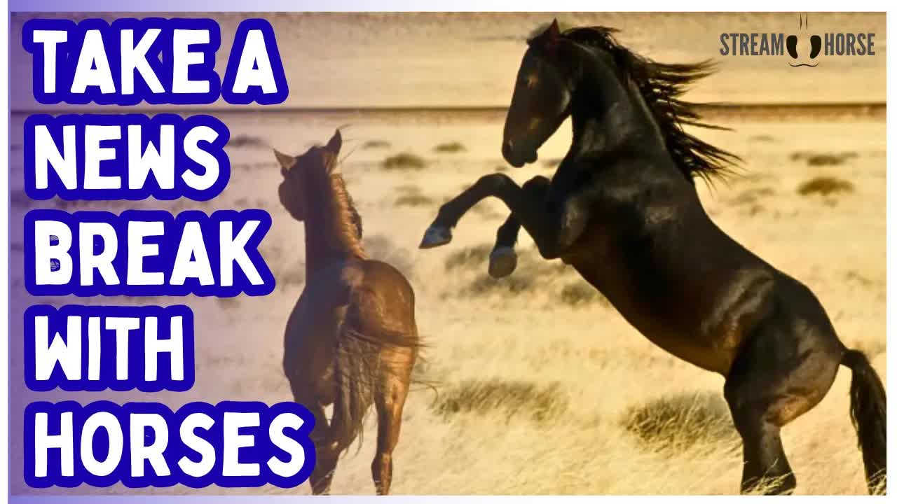 The Antidote to the News Cycle = Beautiful Horses and Nature 🐎😁