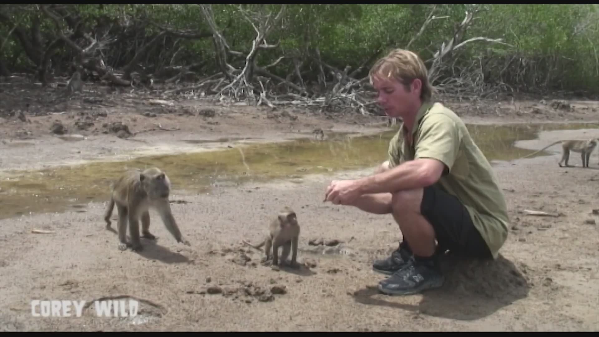 Witnessing predator-prey dynamics between komodo dragons and primates in Indonesia