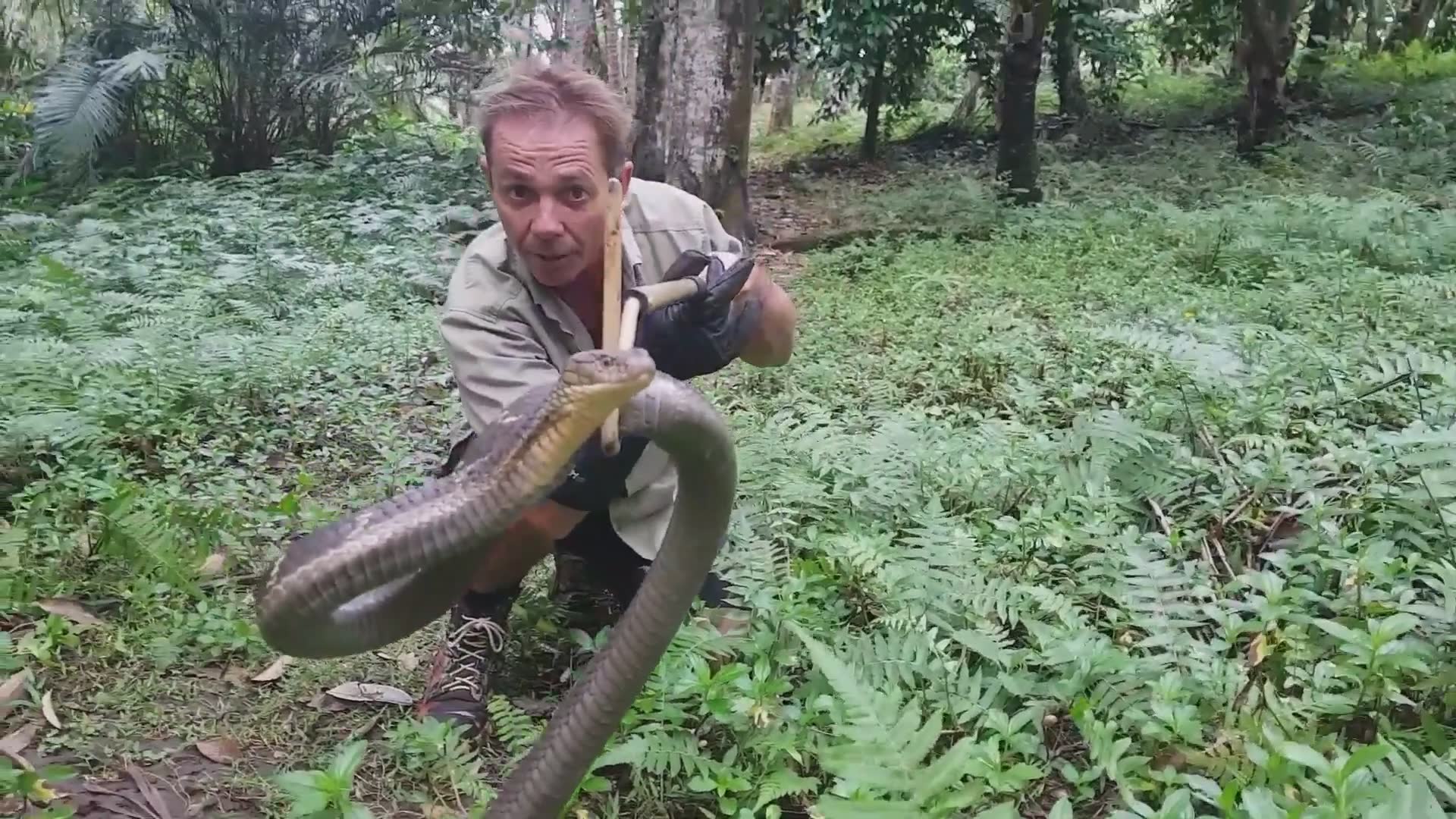 Witnessing massive king cobra in the wild during field research