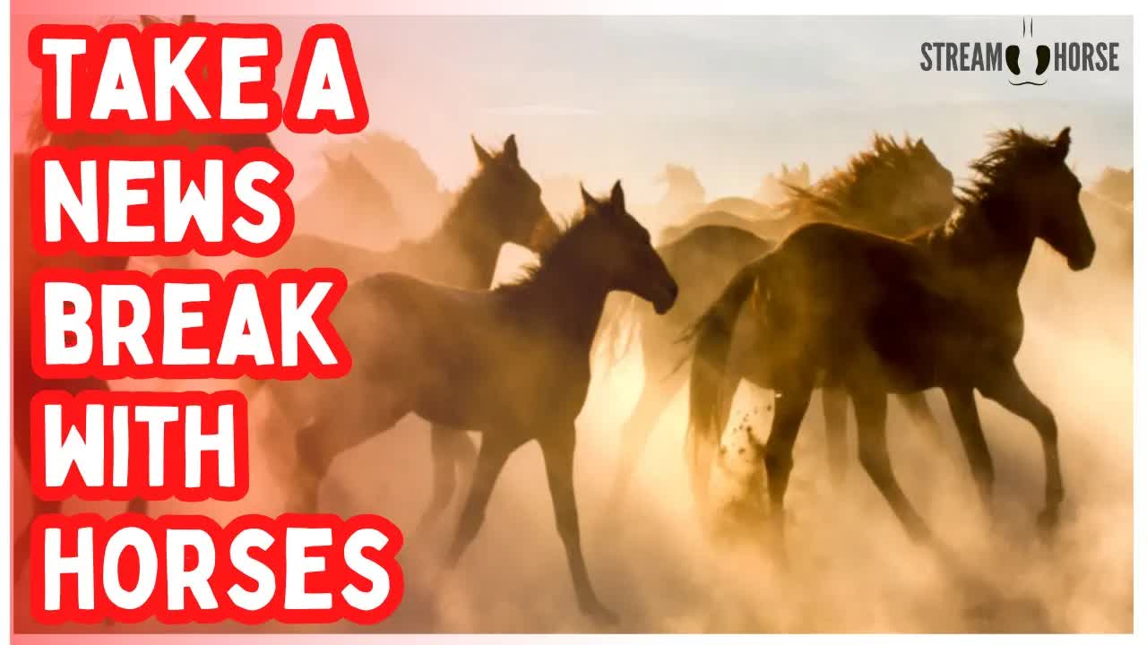 More Like A Break From Everything! Horses in Nature = 10 Minutes of Calm 🐎😌