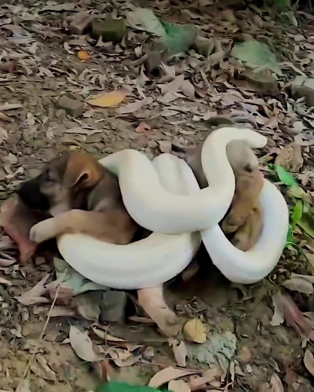Viral animal clips reveal disturbing abuse behind cute facade online