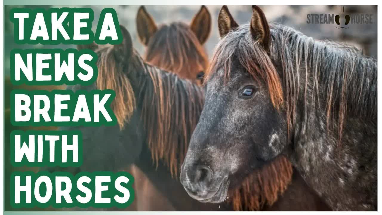 If You’re Doomscrolling 🛑 This Is Your Sign To Stop & Smile 🐎😁