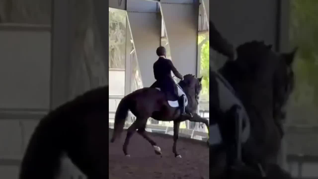 Lavagante Interagro 🌋🦞 (Viheste (AR) x Bali Comando (SN)) making his FEI debut