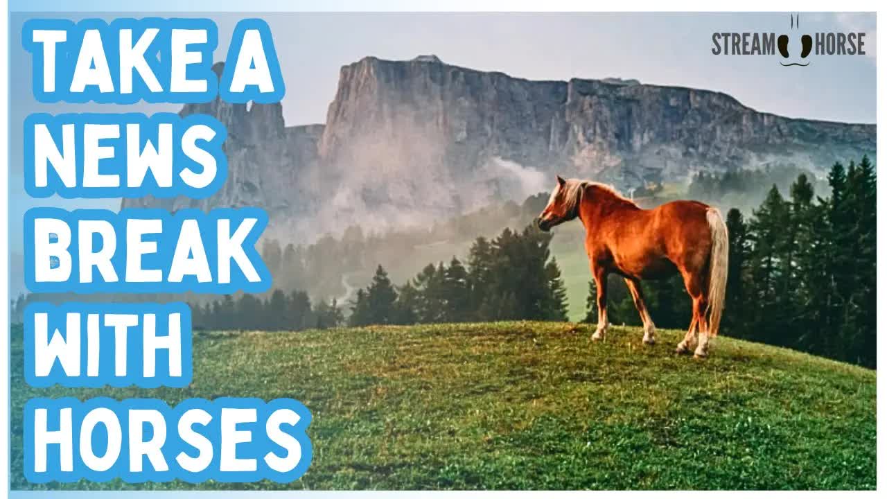 STOP Watching the News 🛑 Watch Horses, Donkeys & Zebras Instead 🐎🦓👀