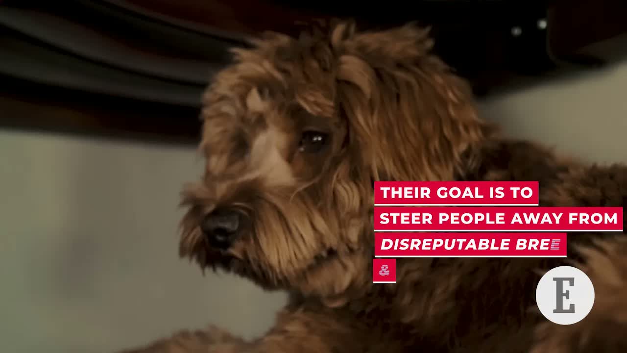 These Entrepreneurs Recognized a Gap in the Wonderful World of Dogs -- and Filled It