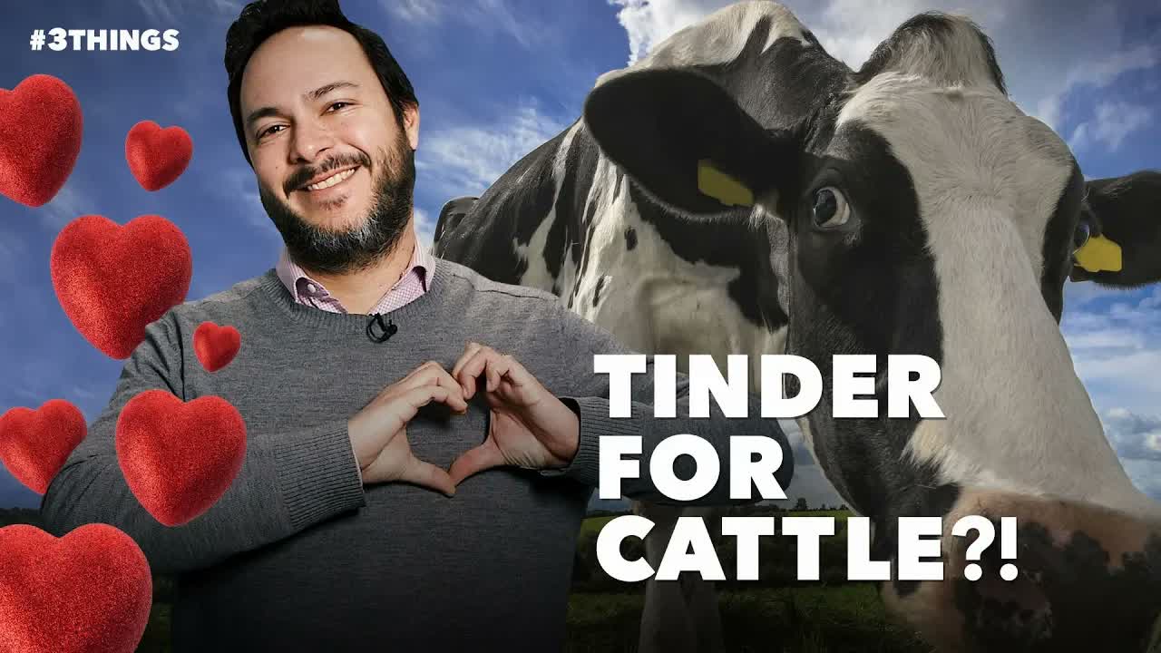 There's a New Version of Tinder Made Just for Cattle