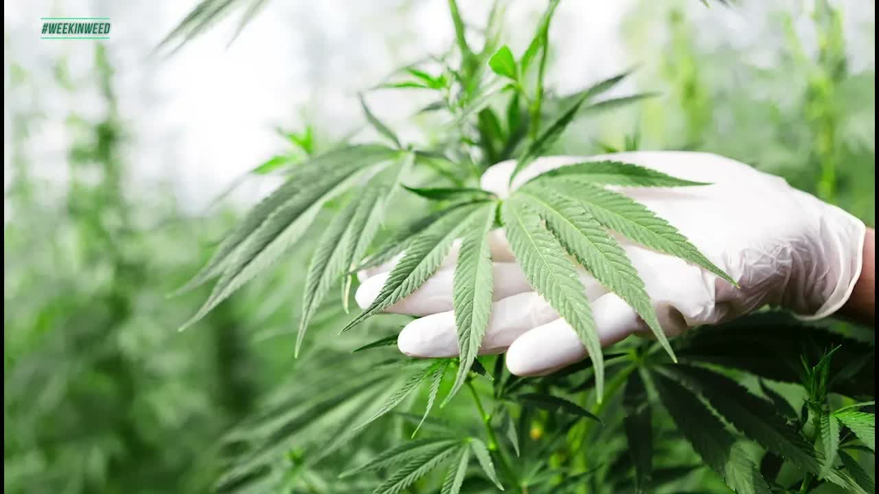 The FDA and The Big3 Say "Yes" to Cannabis. This is the Week in Weed!