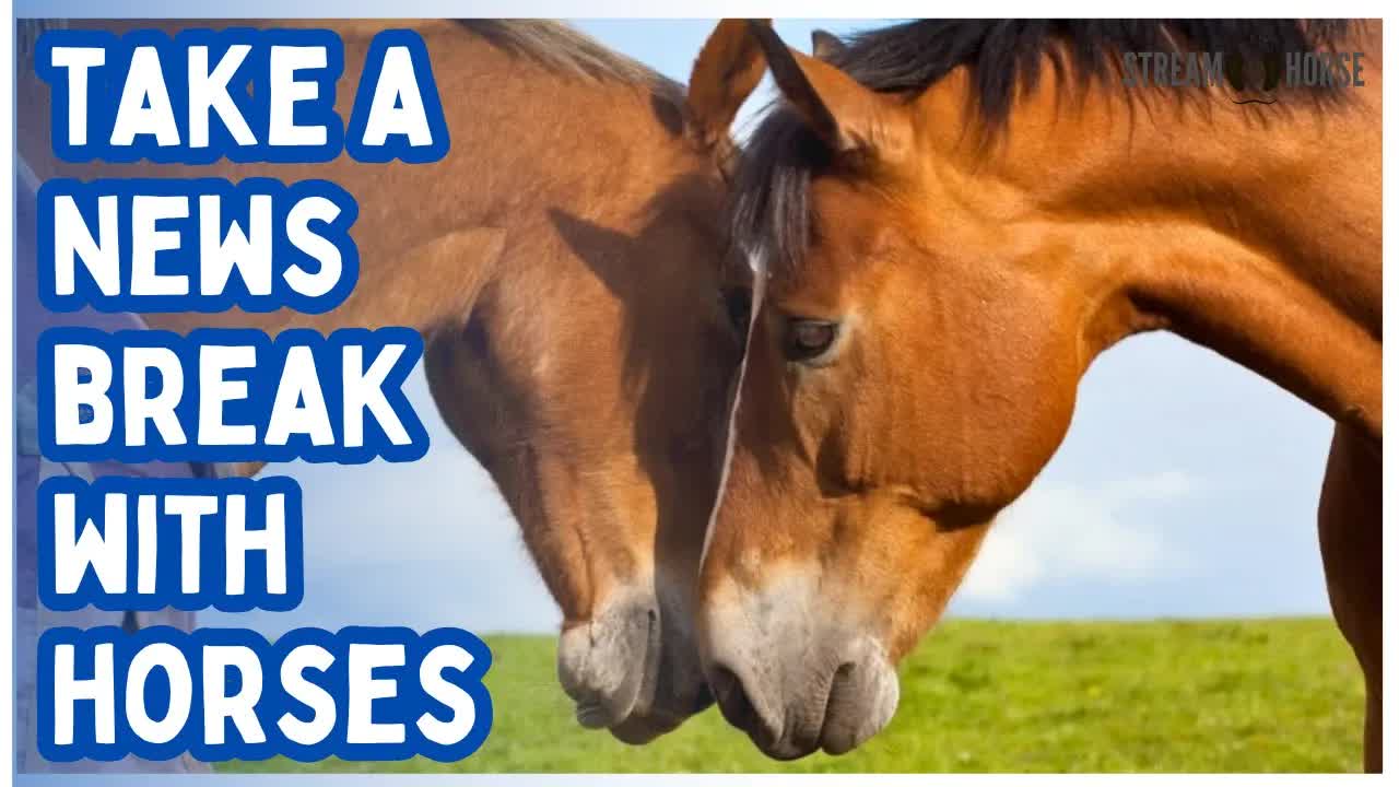 The News Can Wait. These Horses, Donkeys & Zebras Can’t. 🐎🦓