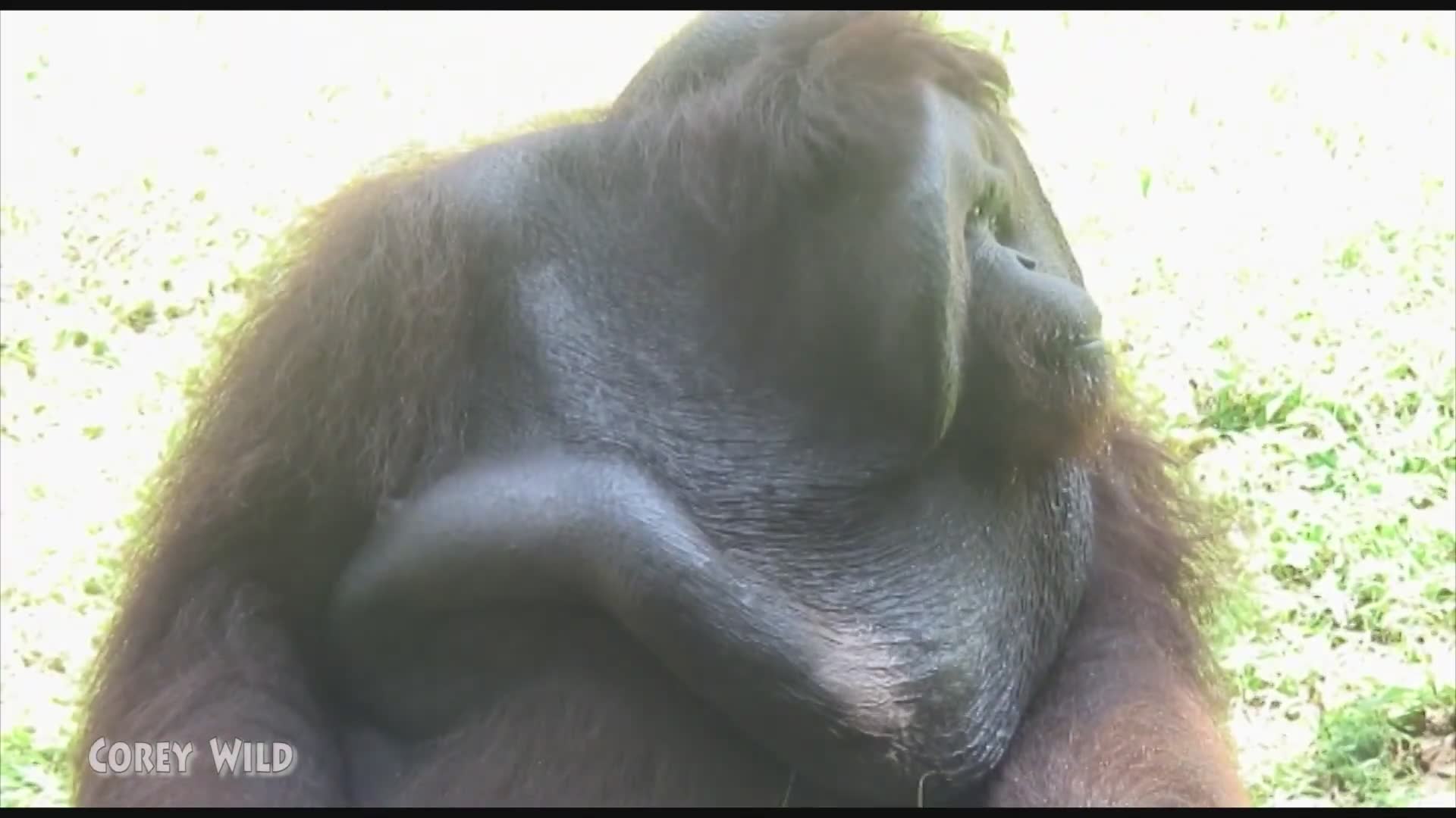 Spending precious time with endangered orangutans in Borneo rainforest