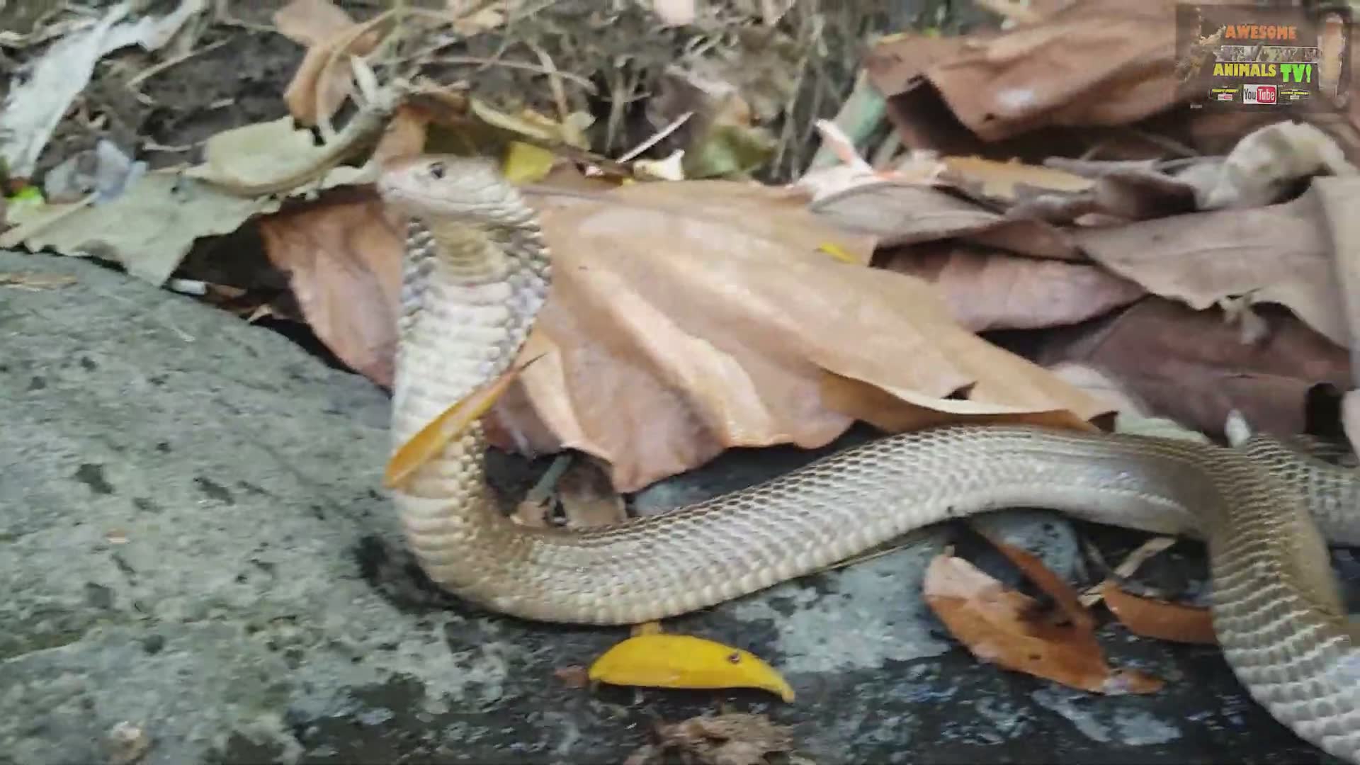 Witnessing fascinating snake species in the wild during field research
