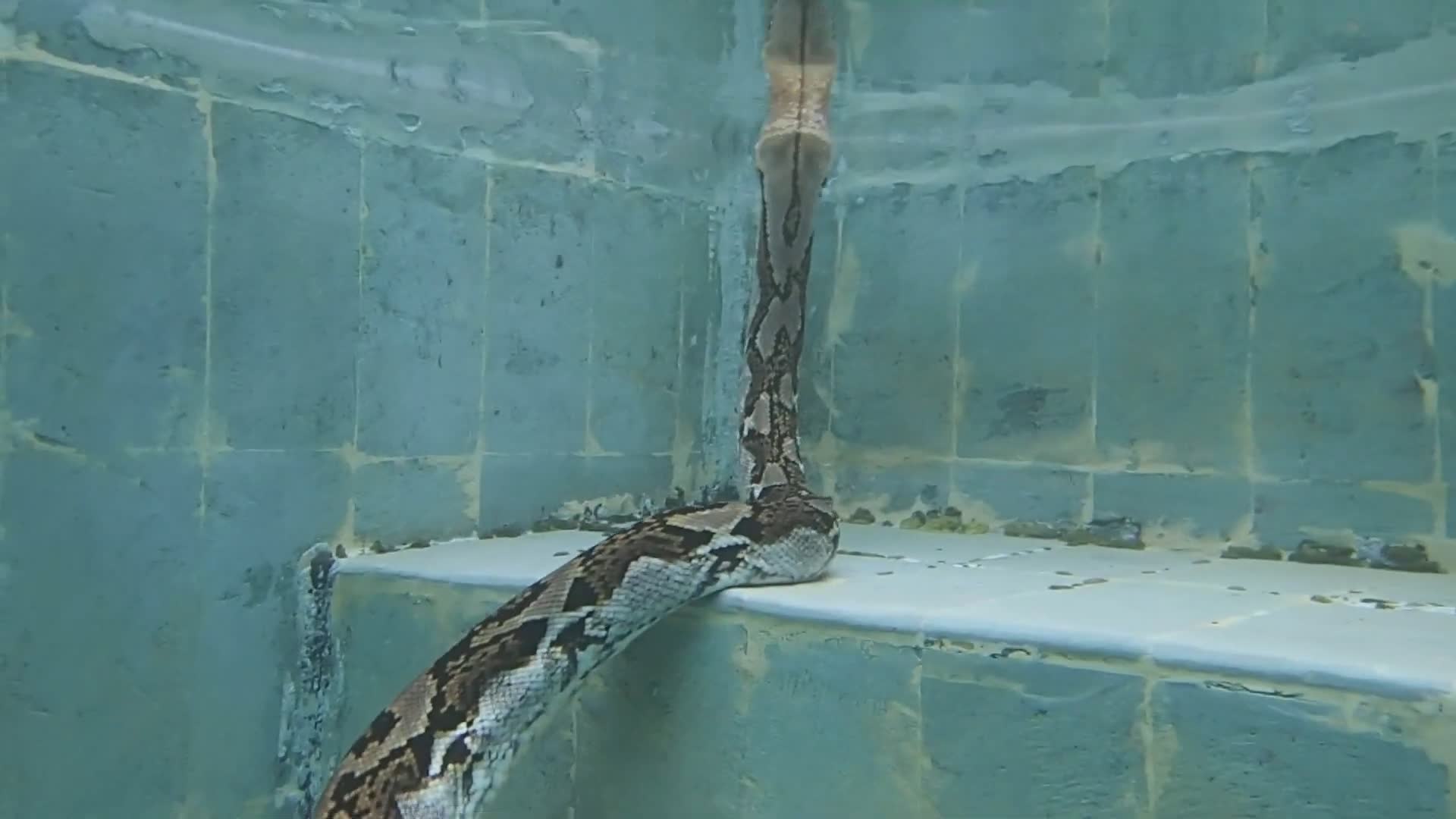 Discovering fascinating snake species during wildlife expedition