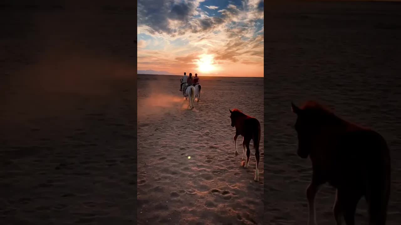 Just love and sunset 🐎❤️