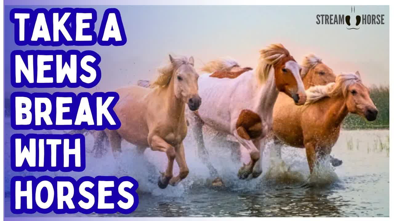 Still Doomscrolling? 📱❌ Horses + Nature = 10 Minutes of Calm