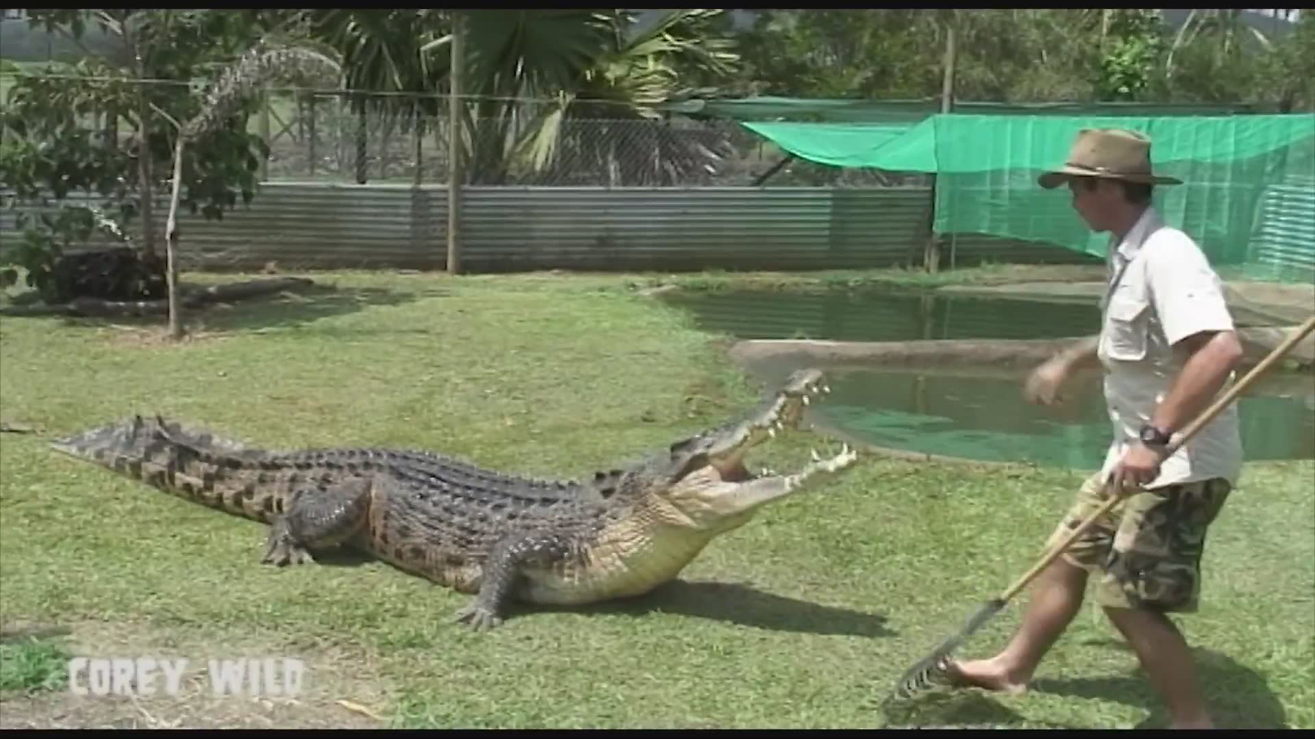Witnessing massive saltwater crocodile in the wild during field research