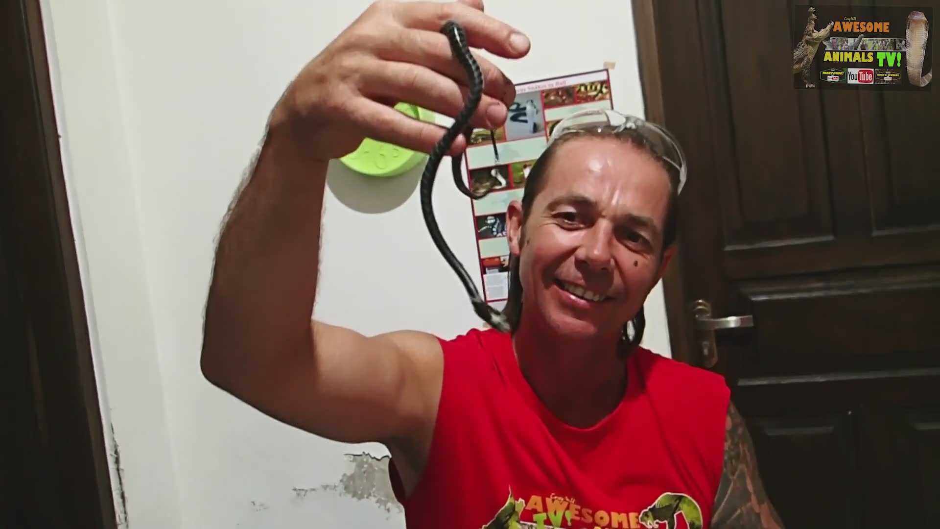 Discovering massive king cobra during wildlife expedition during field research