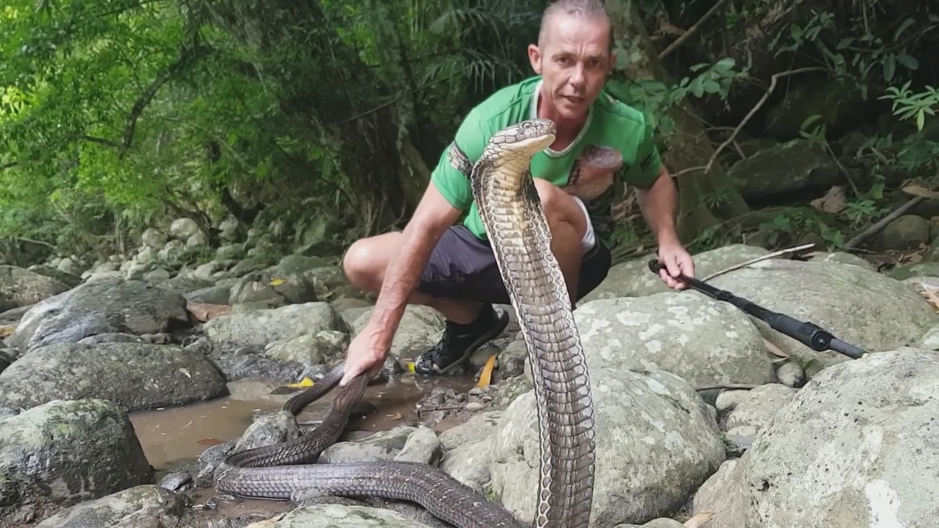 Discovering massive king cobra during wildlife expedition during field research (2)