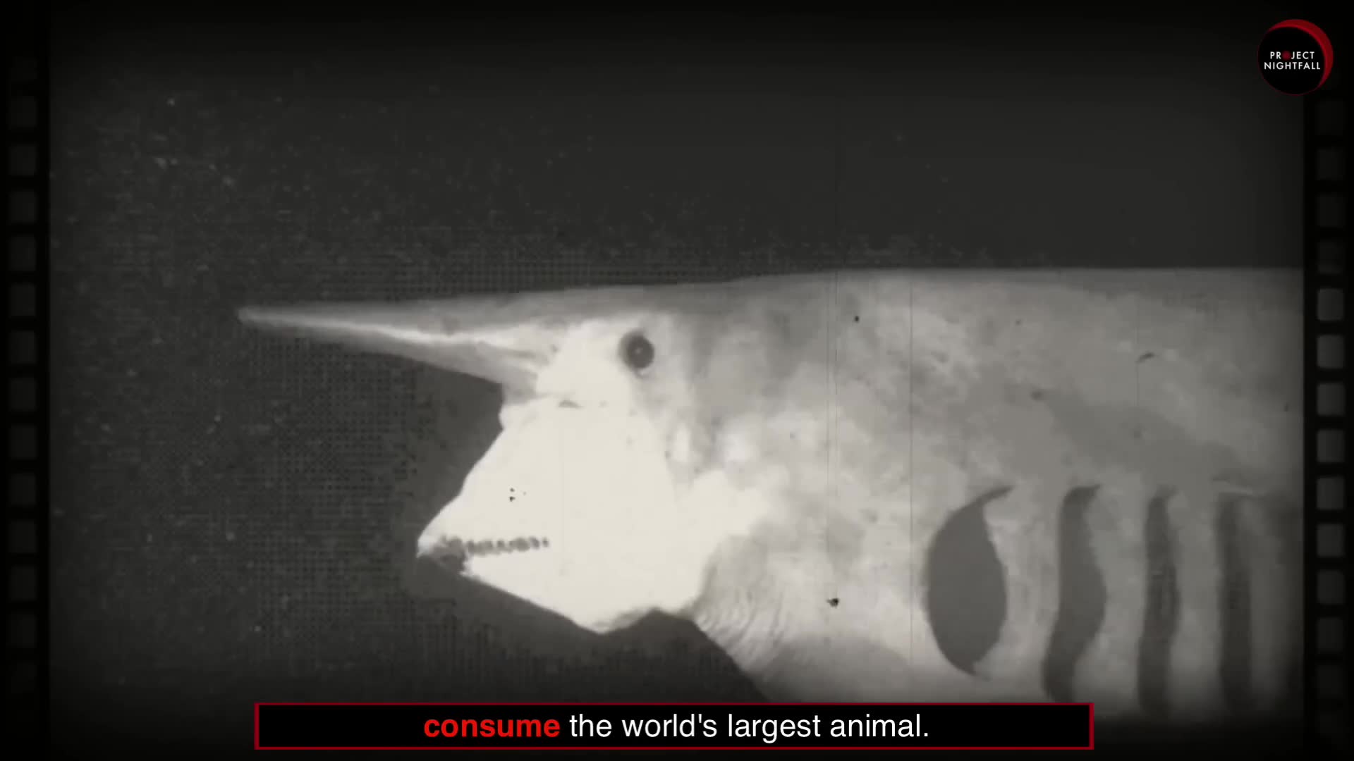 Getting attacked by sea creatures examined in detailed investigation