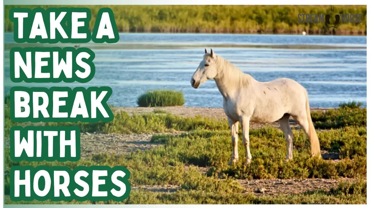The World & Your Mind Is Spinning 🌍 Horses Are Grounded 🐎 Take A 10-Minute Pause