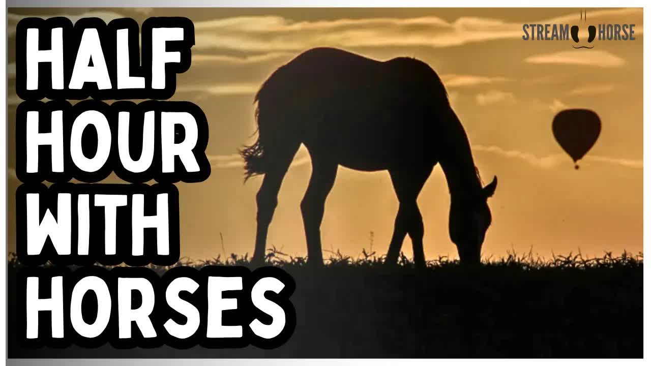 Feeling Overwhelmed? 🛑 Spend 30 Minutes With Horses 🐴