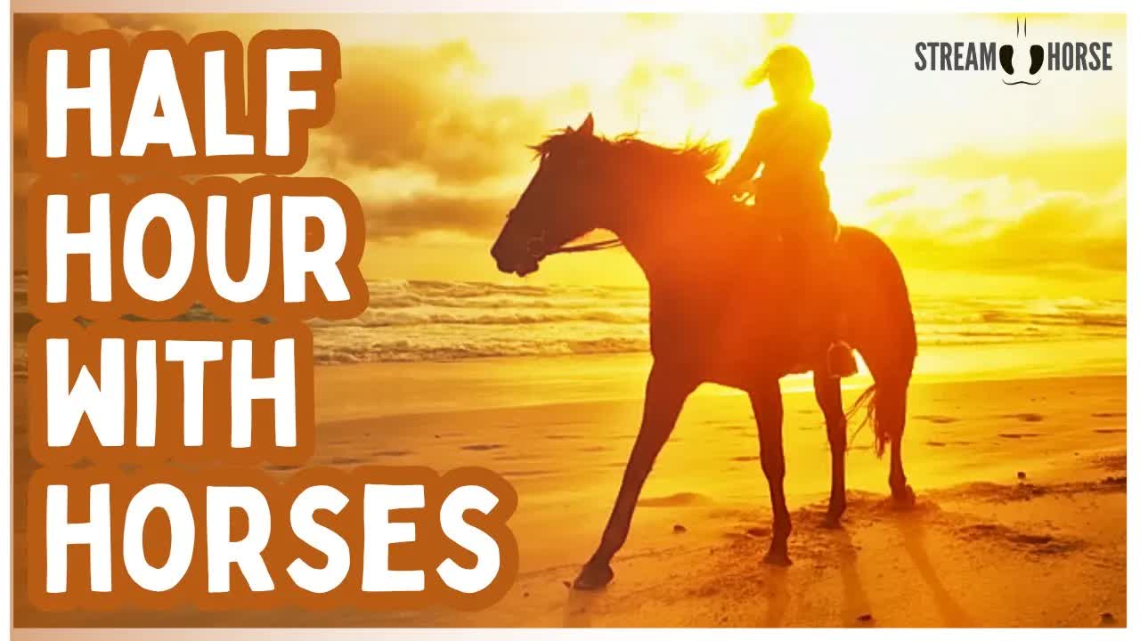 You’re Welcome to Rest Here 🐴🌎 30 Minutes of Horses in Nature Around the World
