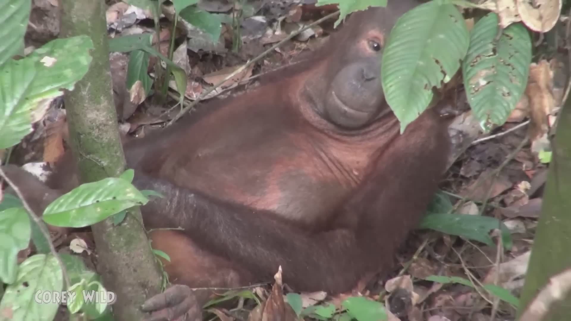 Why protecting wild orangutan habitat in Borneo is critically urgent now