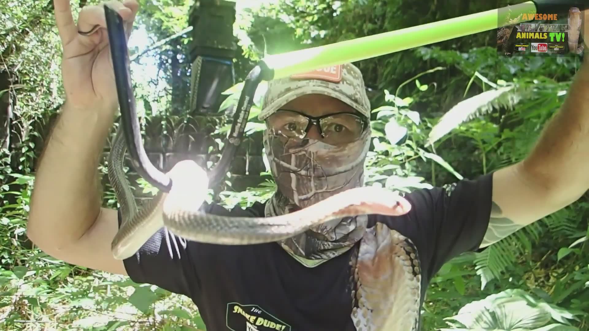 Aggressive cobra destroys expensive camera equipment during close encounter