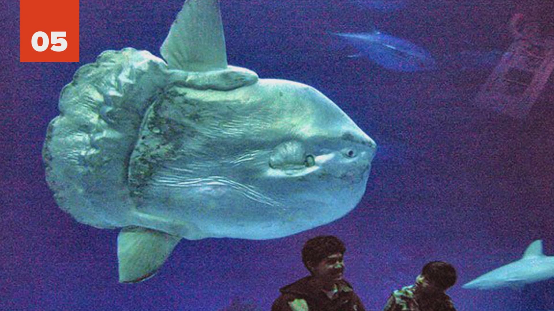 Massive creatures that actually live today seeming almost prehistoric in their size