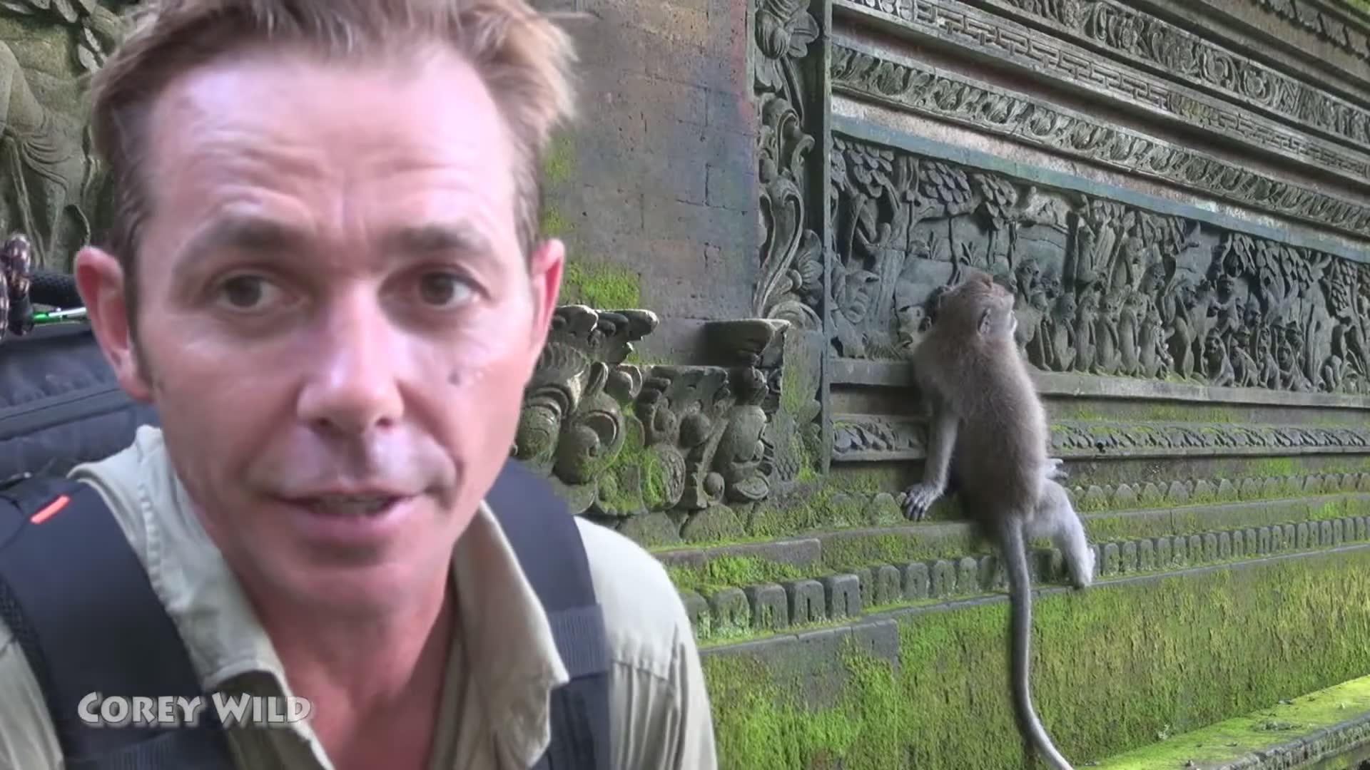 Encountering monkey species caught on camera during field research