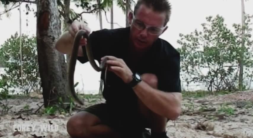 Attempting to calm aggressive wild spitting cobra during rescue