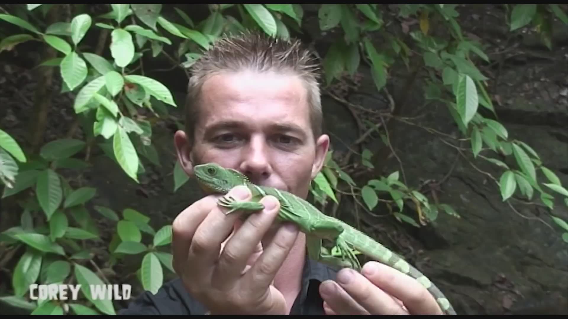 Essential wildlife safety tips for travelers visiting Thailand's jungles