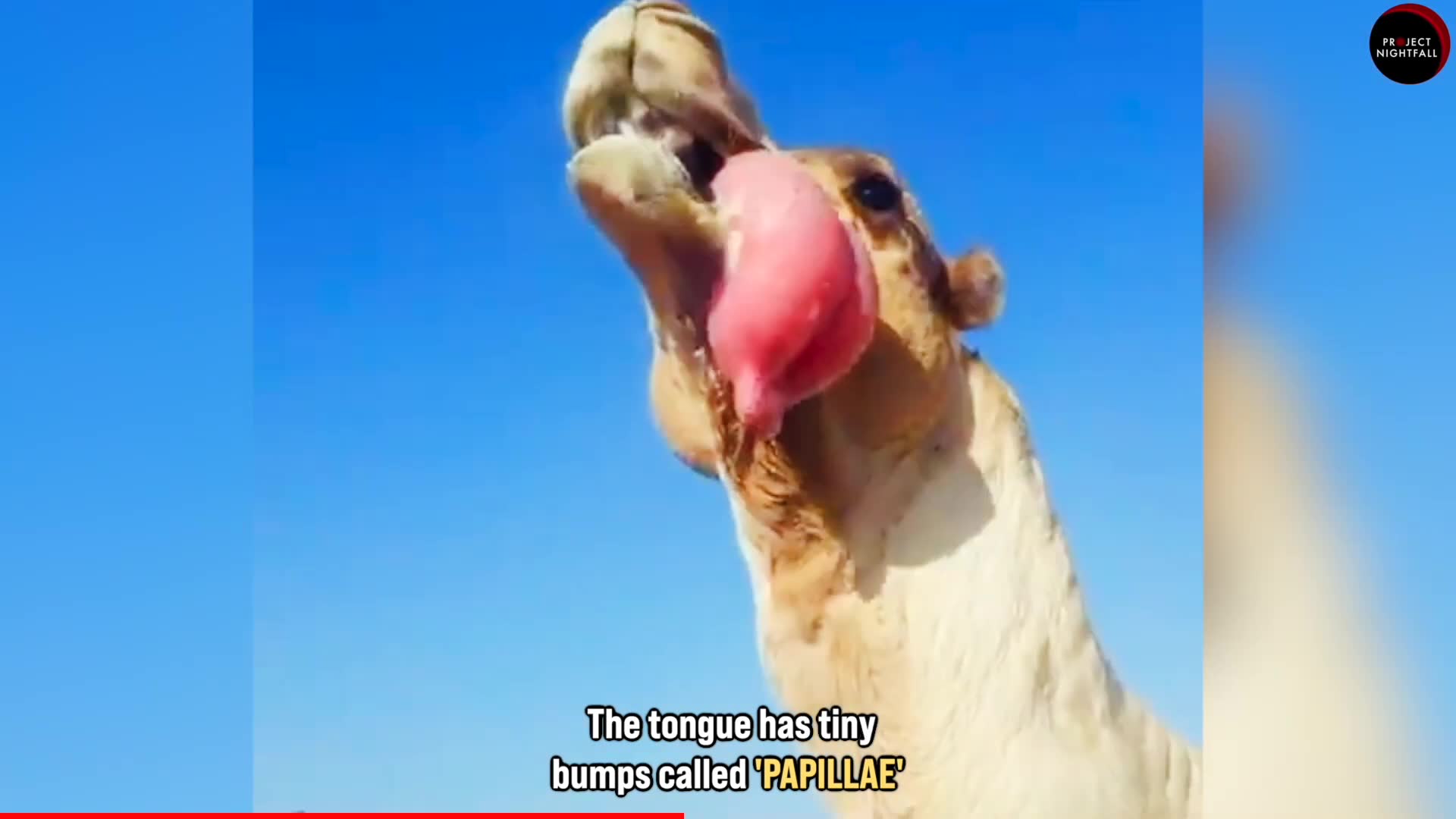 This animal spits out an organ when in love examined in detailed investigation