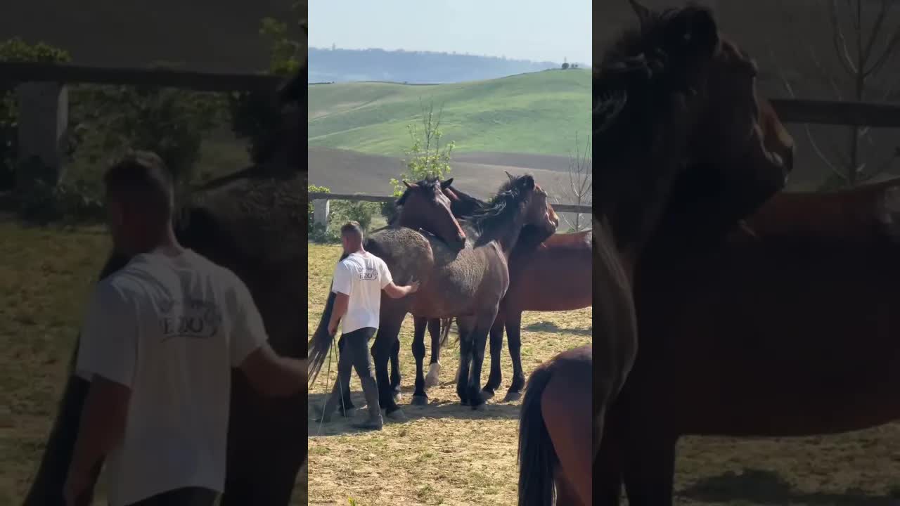 There's a subtle difference between those who work with horses and those who truly connect with them