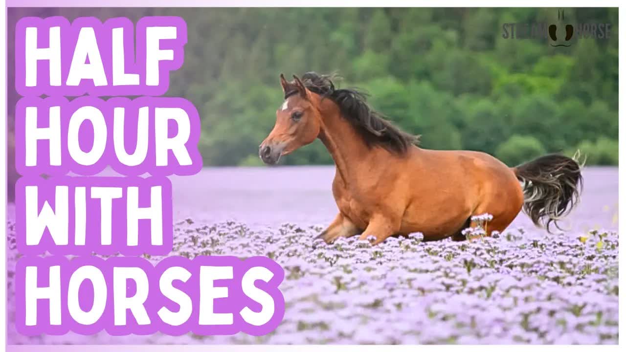 You Can Rest Here 🐎 Horses Will Keep Watch