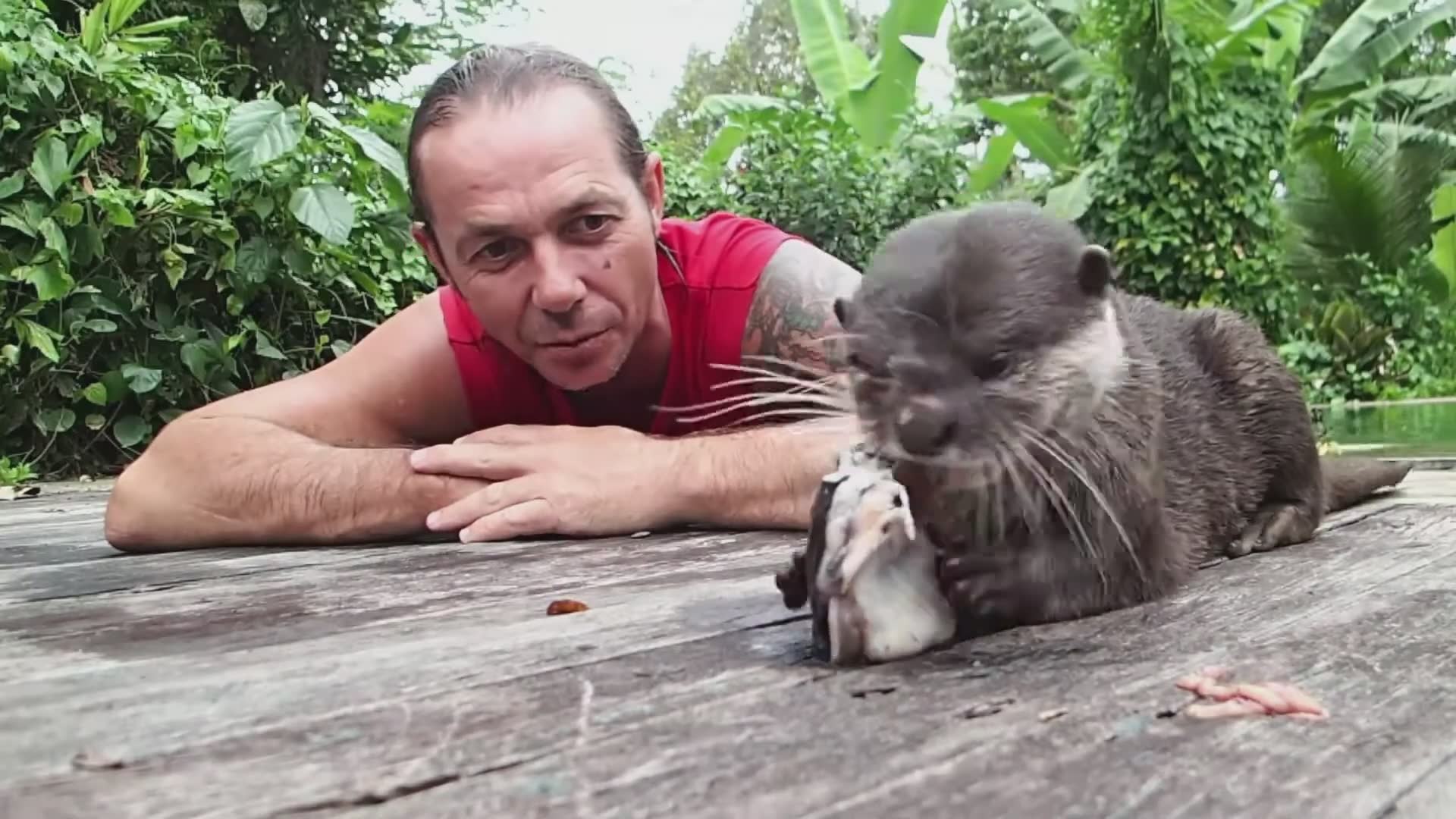 Watching Asian short-clawed otters hunt and catch catfish in river