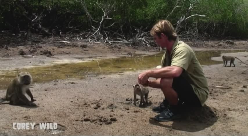 When playful macaque monkeys suddenly turn aggressive during encounter