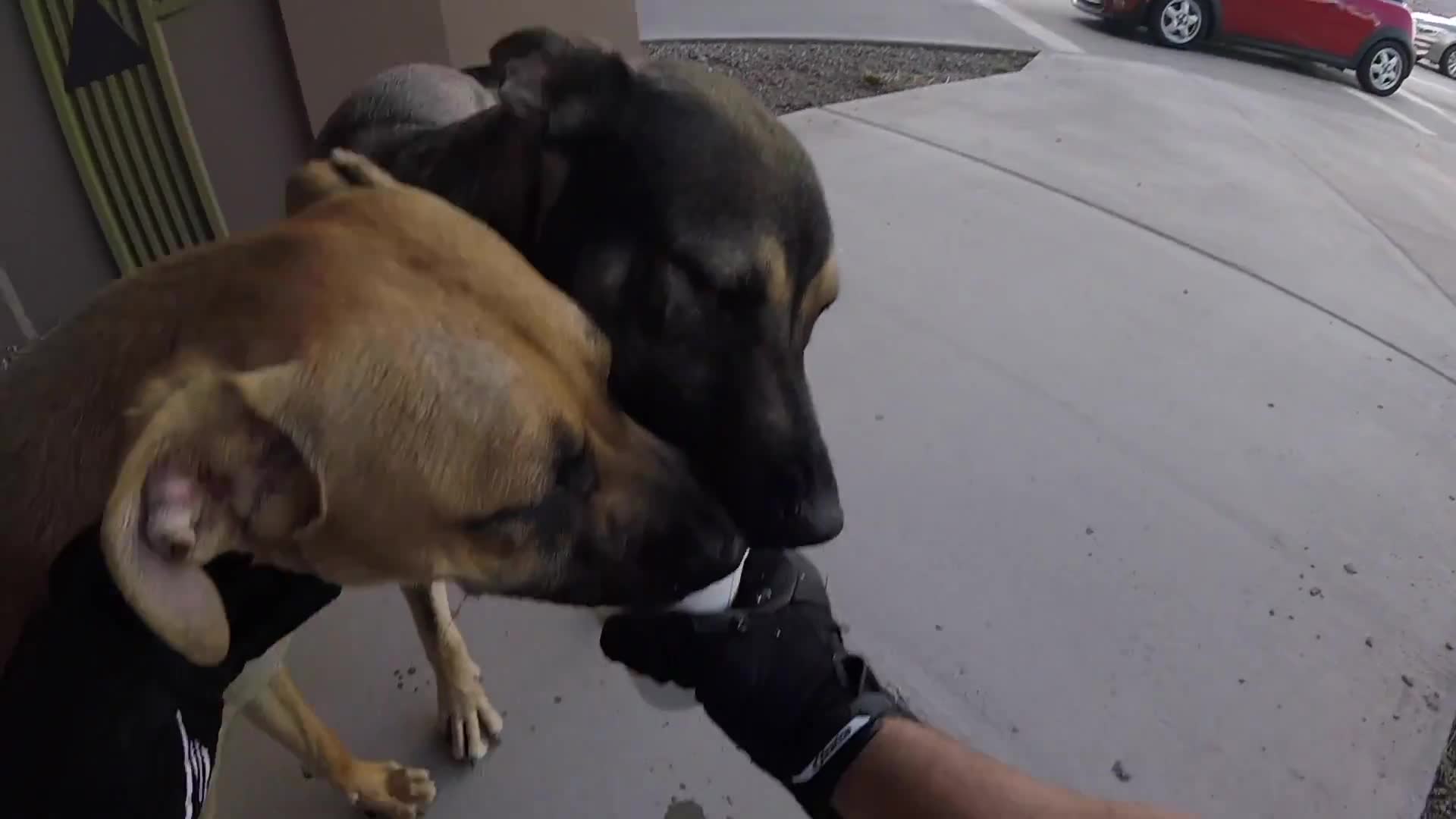 Top 8 bikers and dogs moments! caught on camera during motorcycle adventure